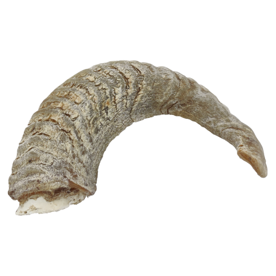 Picture of Doggy Bites Lamb Horn S