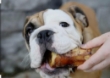 Picture of Jo Pro Dog Half Bone(1pcs)