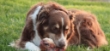 Picture of Jo Pro Dog Knee (2/pcs)