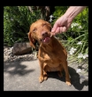 Picture of Jo Pro Dog Dried Beef (100g) 