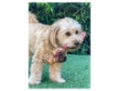 Picture of Jo Pro Dog Bone (S)(1psc)