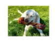Picture of Jo Pro Dog Bone( XL)(1pcs)