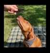 Picture of Jo Pro Dog Beef Liver( 100g)