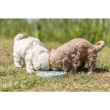 Picture of Junior Licking Plate