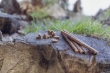 Picture of Trixie Insect Sticks with mealworms, 80 g