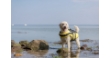 Picture of Trixie Life vest, L: 55 cm, yellow/black