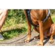 Picture of Trixie Premium active harness petrol blue   (M: 49–69 cm/20 mm)