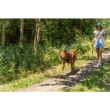 Picture of Trixie Premium active harness petrol blue   (M: 49–69 cm/20 mm)