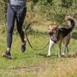 Picture of Trixie Waist belt with lead, neoprene padded   M-L