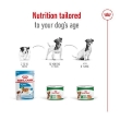 Picture of ROYAL CANIN MINI ADULT CIL 195g (12/pack)