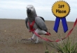 Picture of The Aviator Harness and Leash