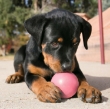 Picture of The KONG Puppy Ball i