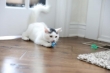 Picture of Fat Cat  Cat Crazies Bracelets Playrings Cat Toy (4-Pack)