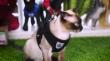 Picture of Escape-Proof Soft Mesh Cat Harness and Leash Set