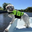 Picture of VIVAGLORY Ripstop Dog Life Vest - Safety Flotation Jacket with Rescue Handle