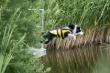 Picture of Trixie Dog Life Vest - Size M (Neon Yellow / Black)