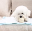 Picture of Ultra-Absorbent Large Breed Puppy Training Pads (Size L, 40-Pack)