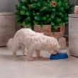 Picture of Ferplast Azimut 600 Cat and Dog Water and Food Dispenser 0.6L