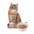 Picture of Ferplast Venere Ceramic Cat Bowl - Small (0.15 Liters)