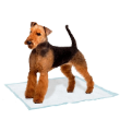 Picture of Ferplast Genico Medium Hygienic Dog Pads (10-Pack)