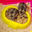 Picture of Ferplast Laura Small Hamster Cage & Interactive Modular Habitat