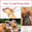 Picture of Ferplast Chrome CA6002 Metal Dog Training Collar with Rubber Tips