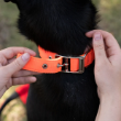 Picture of ferplast Daytona Padded Nylon Dog Collar (C25/53)  RED