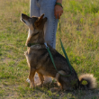 Picture of Ferplast CLUB G Nylon Dog Lead (Green, G10/120)