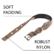 Picture of DAYTONA C15/35 COLLAR BROWN