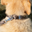 Picture of DAYTONA C15/35 COLLAR BROWN