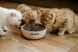 Picture of Josera SensiCat Dry Cat Food for Sensitive Adult Cats - 2kg