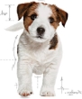 Picture of Royal Canin Mini Puppy Dry Dog Food 4kg